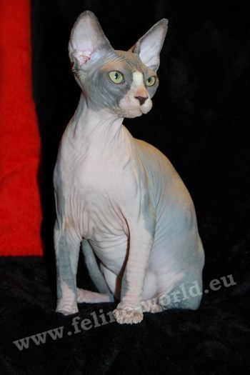 sphynx_12 (RACE)